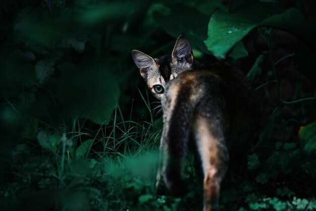 Best Night Hunting Strategies for Coyotes